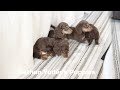 Miniature Dachshund dogs for sale: Teddy - Video 1