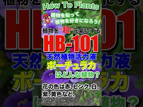 ディプラデニア肥料はいつ与えるのですか?この美しい植物の開花を促進するのに最適な肥料は何ですか?  庭園