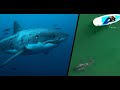 Best Great White Shark Footage of 2021 (PART 2)