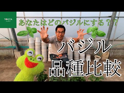 レッドバジル:最高の品種 植物