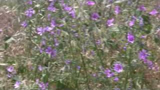 preview picture of video 'Wild flowers on the Vaucluse Plateau'