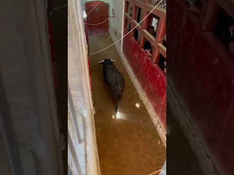 Indultado un toro de La Quinta en Castellón