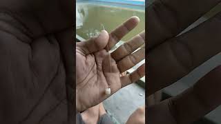 Download lagu coconut pomfret bait mp3