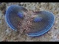 Flying Gurnard is an Amazing Looking Fish and More|Awignas Daily Dose