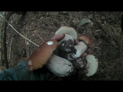 Збираємо Гриби в Карпатських Лісах.Собираем Грибы в карпатских лесах