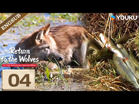 [Return To The Wolves] EP04:  Unbelievable! Wolf King Knows How to Fish With a Net! 😍| YOUKU