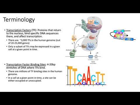 MCB 182 Lecture 1.3 - Review - Transcriptional regulation