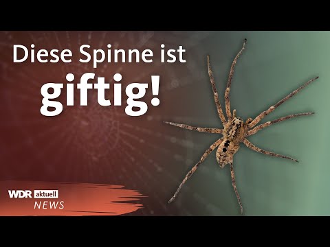Poisonous Nosferatu spider spreading in Germany | WDR Current Affairs