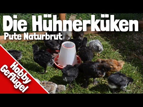 Neues vom Geflügelhof | Hühnerküken | Pute Naturbrut