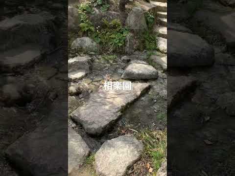 bassin-jardin-forme-rectangulaire-graminées-chaise-longue-minimal