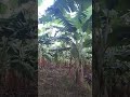 Maa Arati Thota Arati Sagu Banannfam