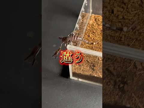 サソリ目について詳しく解説