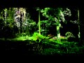 Singapore S Night Safari Tram Ride