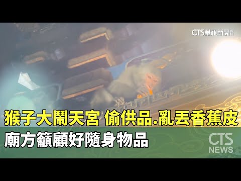 猴子大鬧天宮！　偷供品.亂丟香蕉皮　廟方籲：顧好隨身物品