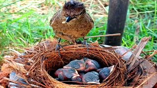 Sooty chat trying Birds brought food but unfortunately the chicks refused to eat it