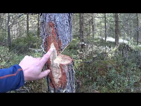 Metsolan Metsäkoulu 274 - Kaatokolo metsässä vs. pihapuunkaadossa