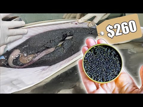 Why Black Caviar Is So Expensive | How Sturgeon Caviar Is Farmed and Processed