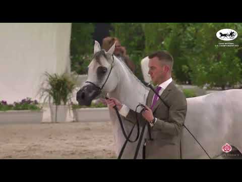 N 106 SHIREEN AL BAHYA   EAHS National A H  Championships 2022   Fillies 3 Years Old Section A Class