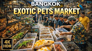 🇹🇭 4K HDR | Exotic Pets Market at Chatuchak Bangkok 🐍🦜