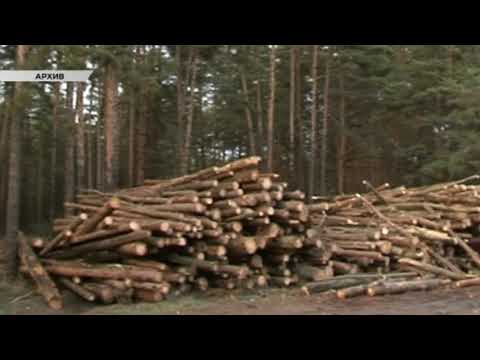 Курских лесоводов и экологов объединят в один комитет