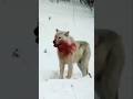Facts About Wolves Gray Wolf Facts About Wolf Wolf Bhediya Shorts