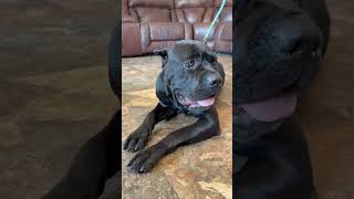 Video preview image #1 Mutt Puppy For Sale in Goodyear, AZ, USA