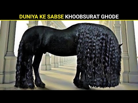 世界で最も美しい馬 10頭 | IAハブ