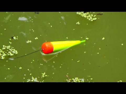 Fishing for big catfish with float