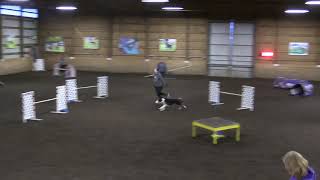 Felix Starters Standard USDAA Jan 2020