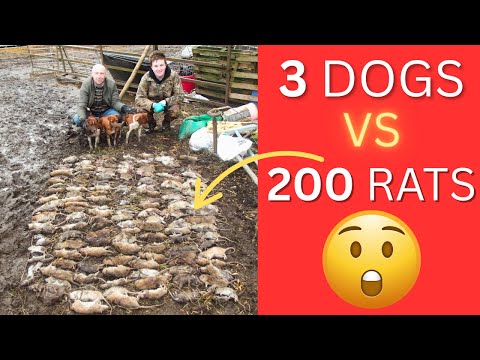 3 Dogs vs 200 Rats | ORIGINAL Mayhem in the Bales | Severn Valley Ratters | Ratting with Terriers