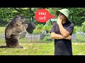 How to save your garden from groundhogs