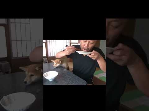 腹筋がなければ大惨事になった朝食　 #柴犬