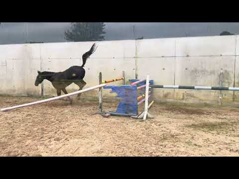 3 year old gelding x Jorado - Image 2