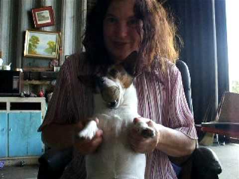 Boogie the miniature fox terrier impersonating Rocky Balboa