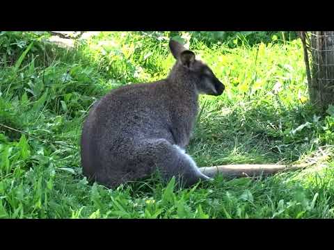 Highlights: Kittenberger Erlebnisgärten