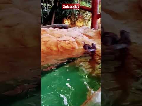 it's so cute to see this Otter. #viralvideo #zoo animals