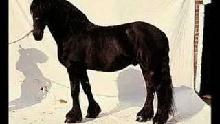 Horses-colors Sean Kingston