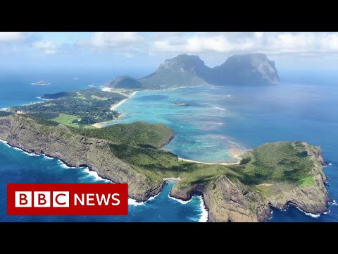 拯救澳洲天堂的 "雲霧森林" - BBC新聞 (Saving an Australian paradise's 'cloud forest' - BBC News)