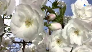 Michel Pépé -  Fleur d'Amour