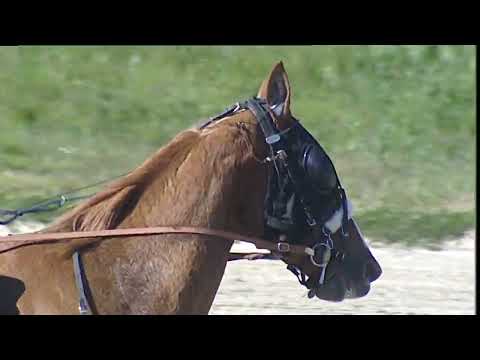 Napoli Trotto 17/03/2023 - 1ª corsa