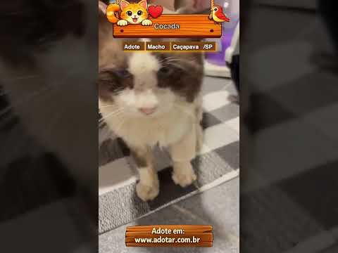 Vídeo de Cocada