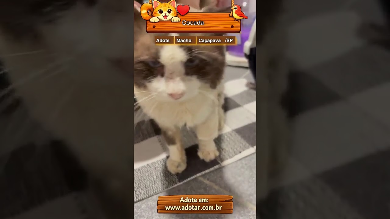 Gato raça SRD-ViraLata idade 5 anos nome Cocada