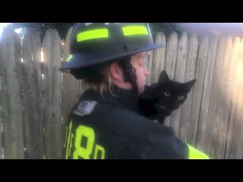 Cat Rescued from Tree in Oaklyn, NJ