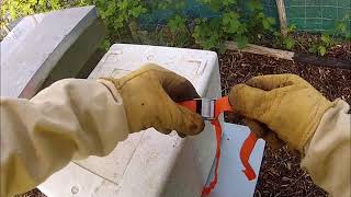 Feeding the new bees