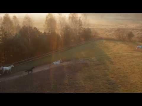 Konie w dolinie rzeki Sokołdy