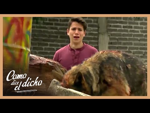 Los perros devoran a Nieves | Como dice el dicho 4/4 | No hay enemigo pequeño