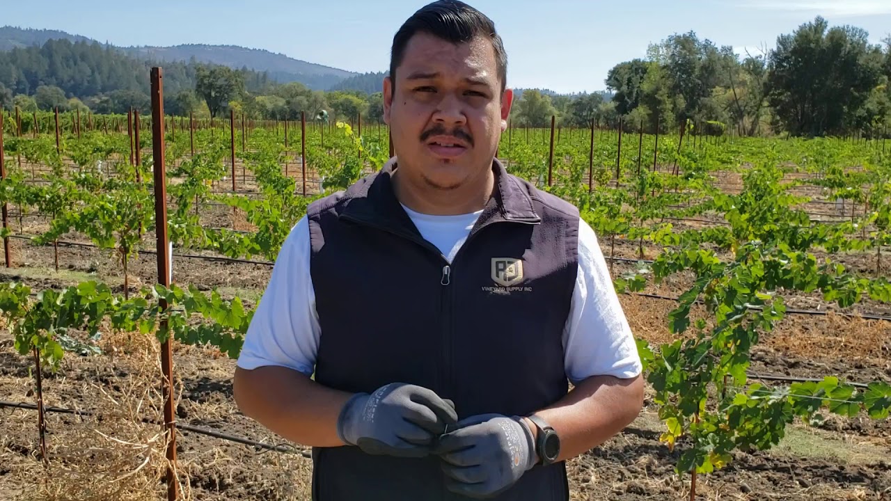 How to install a Rebar Clip in the vineyard.