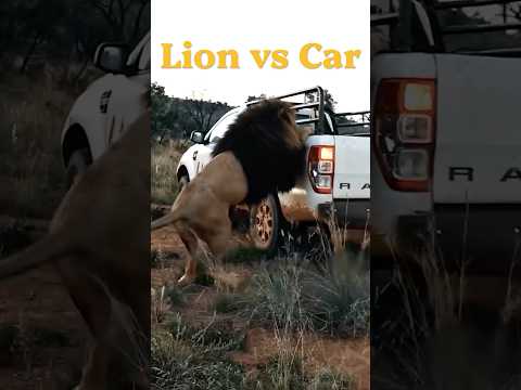 Lion vs Car😧