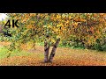 A Glimpse Of Fall Timelapse 8X Speed Boost Color Version 4K Nature Vlog 22
