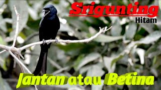 Download lagu 3 cara mudah membedakan Burung Srigunting jantan atau betina mp3